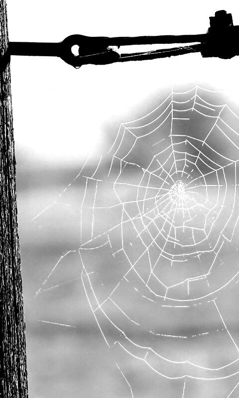 Паутина 51 обои