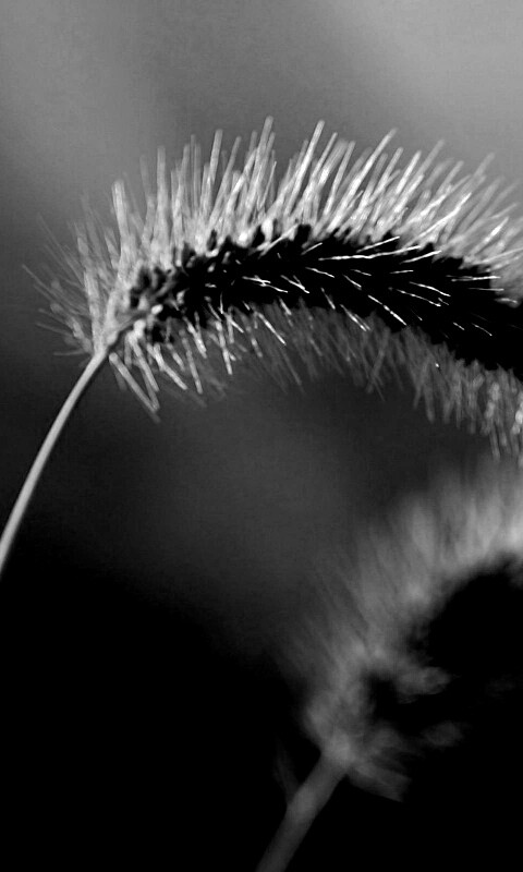 Травинка обои