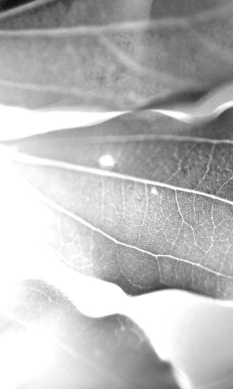 Радужные листья обои