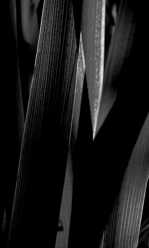 Стебли травы обои