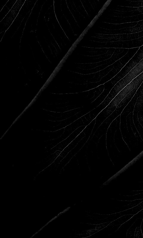 Прожилки на листе обои