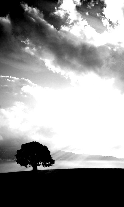 Холм и дерево обои