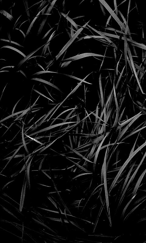 Блеклая трава обои