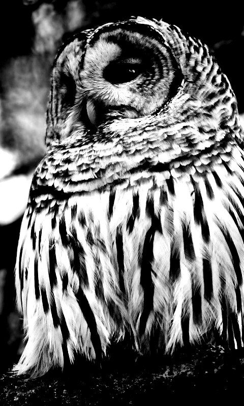 Сова на ветке обои