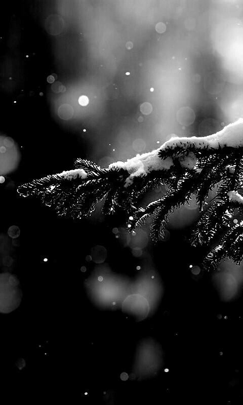 Еловая лапа обои