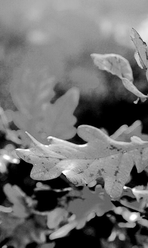 Дубовые листья обои