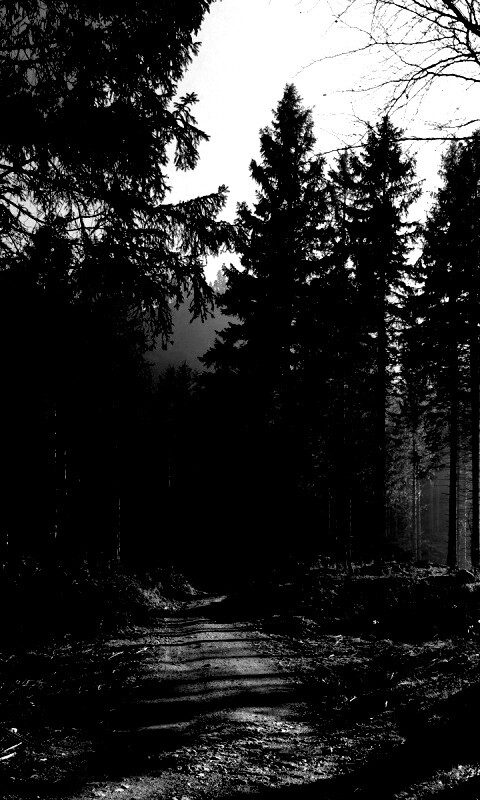 Лесная дорога обои