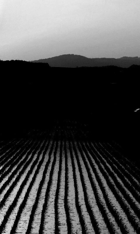 Рисовые поля обои