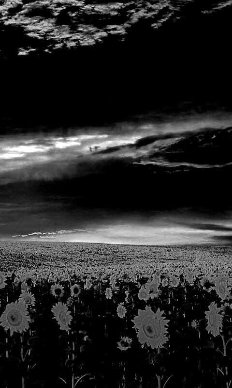 Целое поле подсолнухов обои