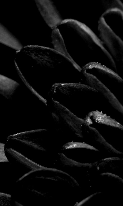 Лепестки хризантемы обои