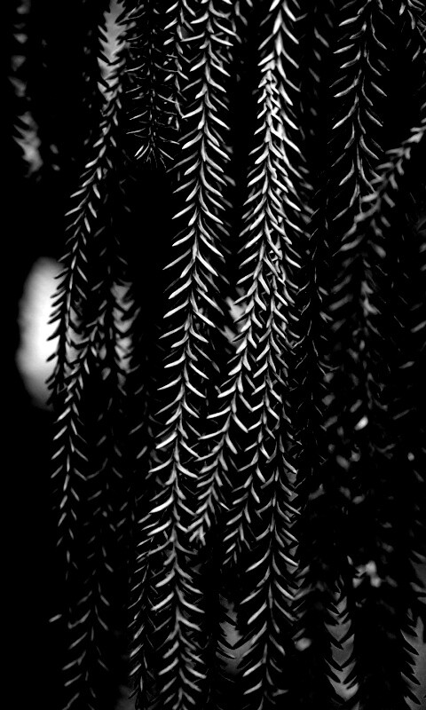 Зеленые колючки обои