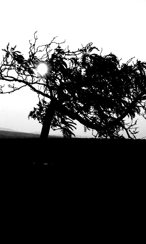 Дерево на закате обои