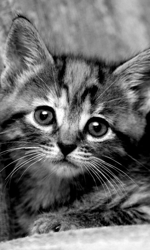 Милый маленький котенок обои