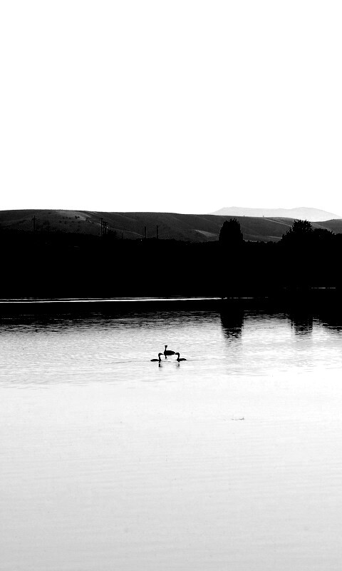 Утиное озеро обои