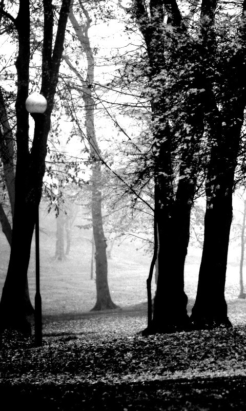 Парк красных листьев обои