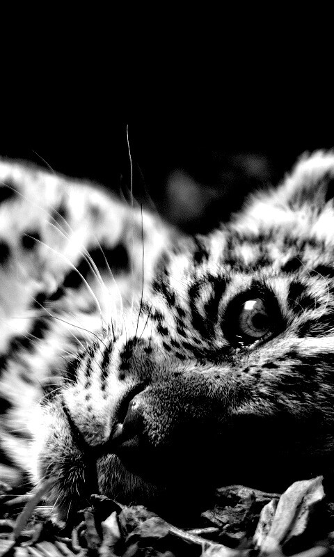 Гепард котенок обои