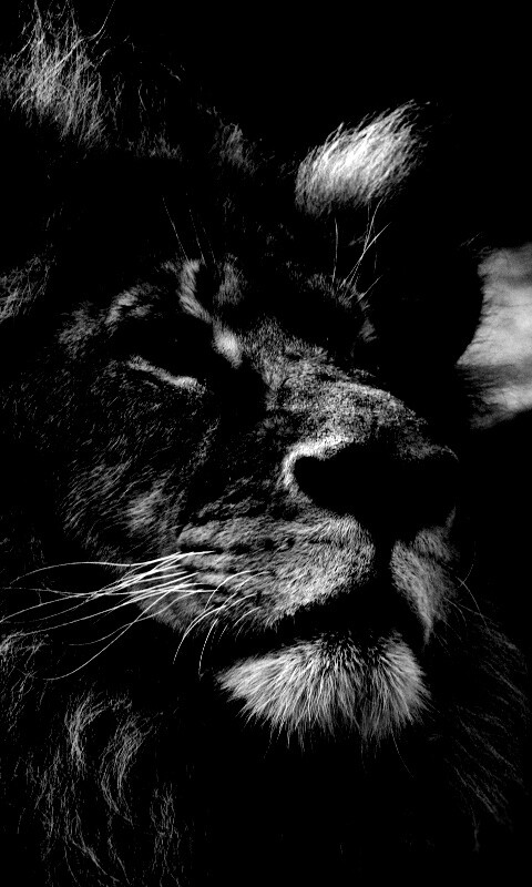 Гордый черно-белый лев обои
