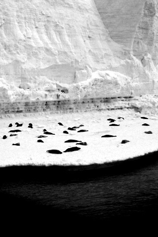 Спящие тюлени обои