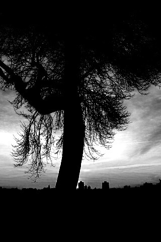 Одинокое дерево обои