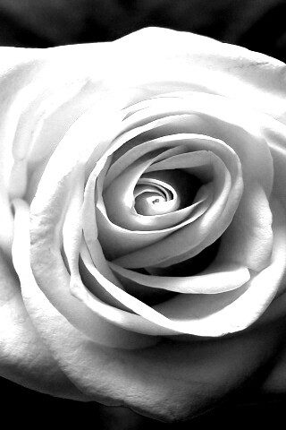 Белая роза обои