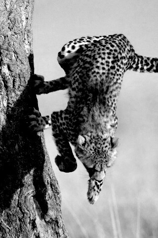 Скалолаз обои