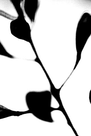 Усыхающие листья обои