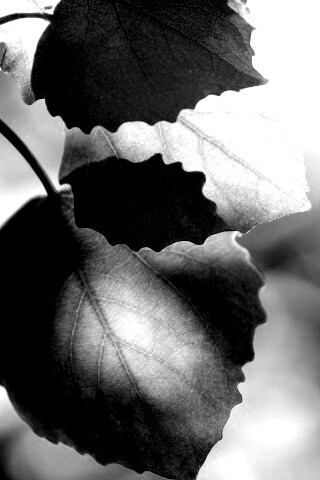 Макро фото осенней листвы обои