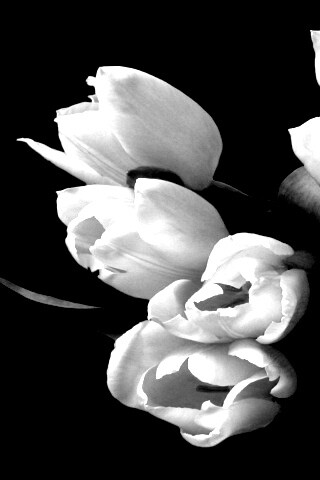 Розовый букет обои