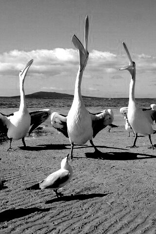 Пеликаны и чайки обои