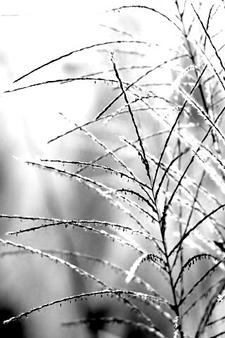 Макро фото растения обои