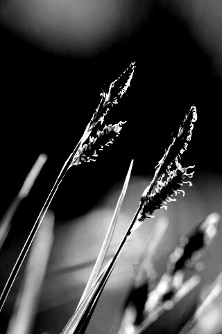 Макро фото луговой травы обои