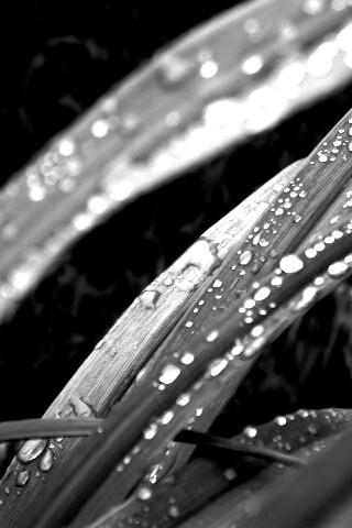 Роса на траве обои