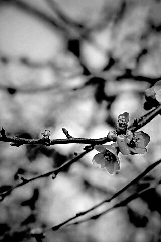 Весеннее цветение обои