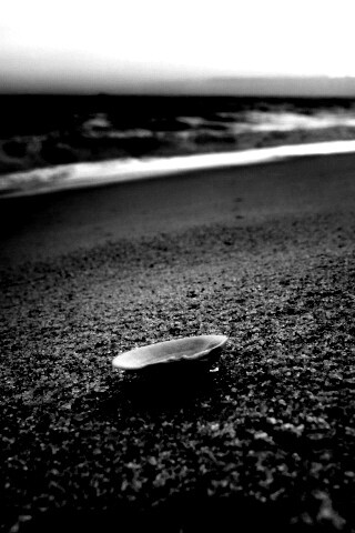 Ракушка не песчанном берегу обои