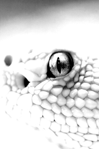 Змея альбинос обои