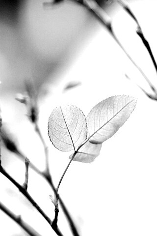 Красные листики обои