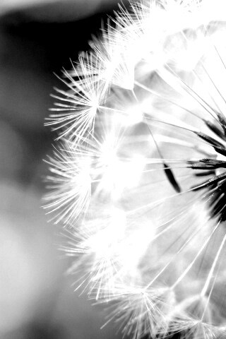 Макро фото одуванчика обои