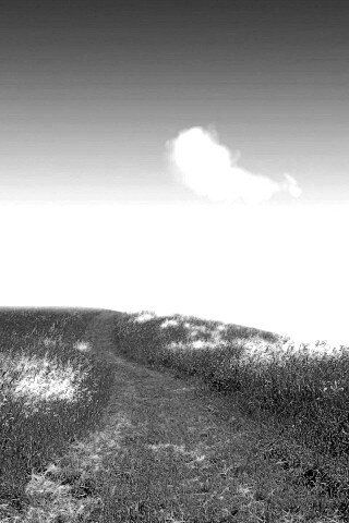 Золоте поле обои