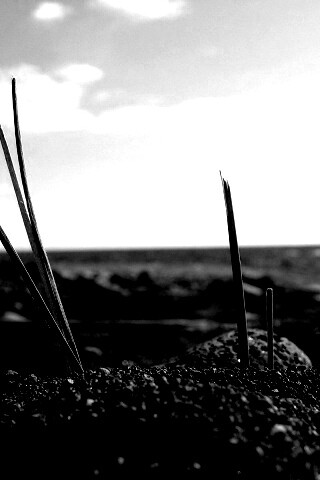 Солома на океанском берегу обои