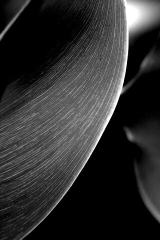 Лист на просвет обои