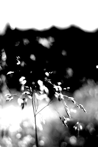 Трава на солнце обои