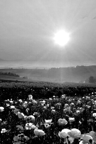 Цветущие поля обои