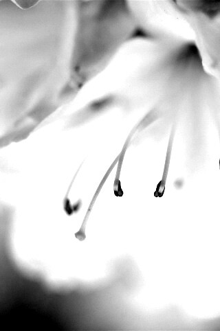 Цветок орхидеи обои