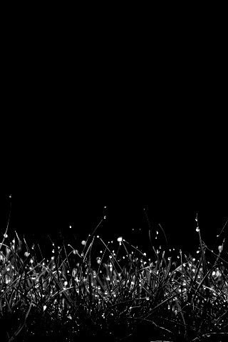 Трава после дождя обои