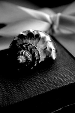 Ракушка на подарочном альбоме обои