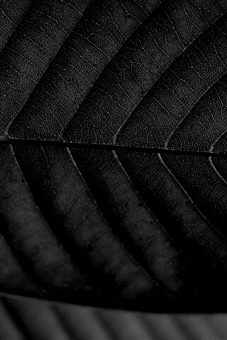 Листик обои