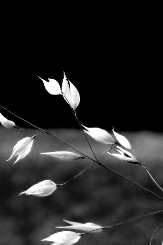 Белые полевые цветочки обои