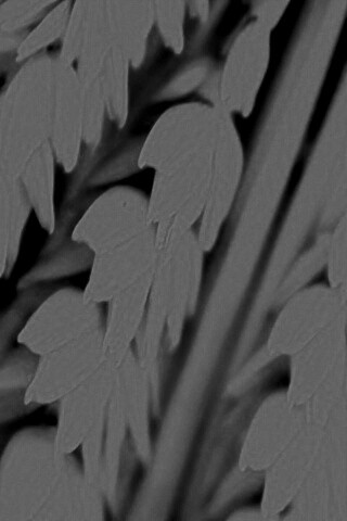 Оранжевое соцветие обои