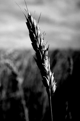 Колосок обои