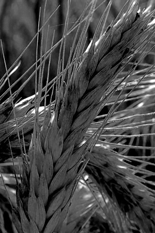 Зреющий колос обои